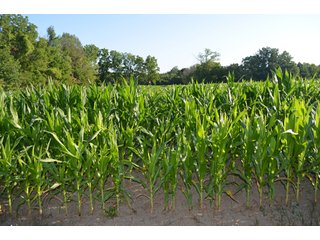 Property photo 36 - 64 Acre Farm Offered in 4 Tracts or in Combinations - Real Estate Auction